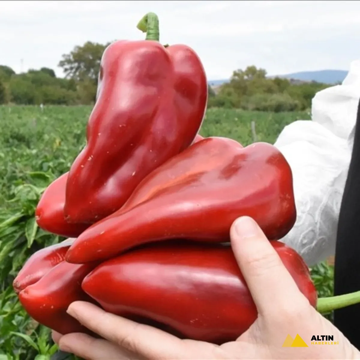 7 liradan alıp 200 liraya sattılar: 243 işletmeye 139 milyon TL ceza