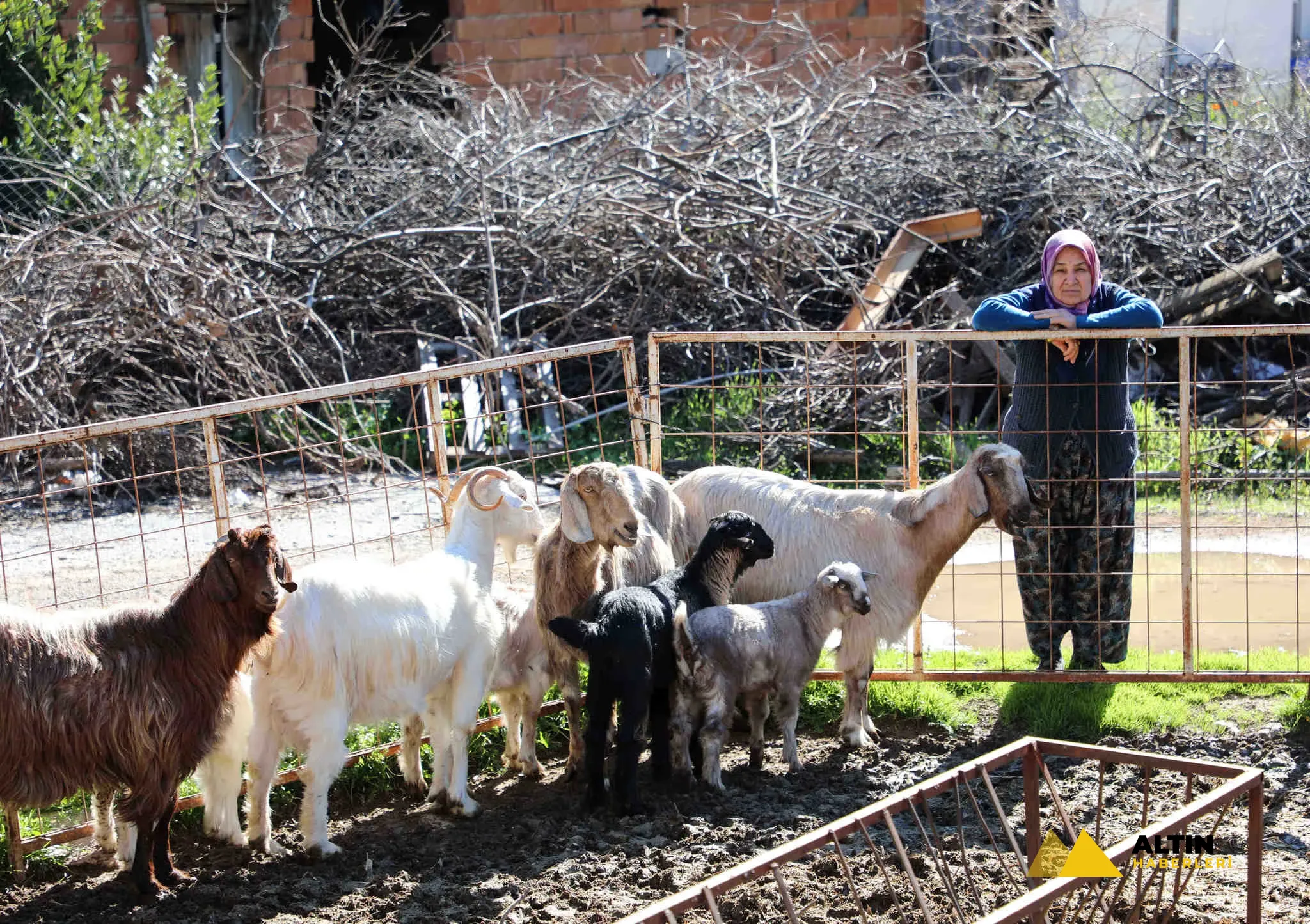 Kırsalda Bereket Küçükbaşa Destek projesi nedir, kimleri kapsıyor?
