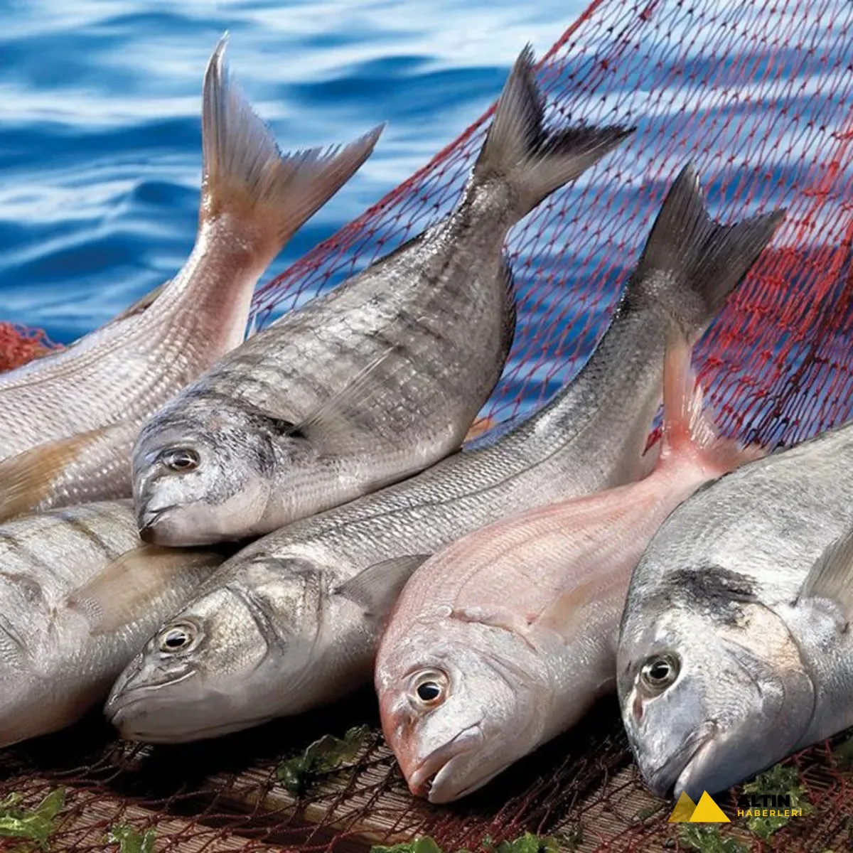 Su ürünleri ihracatı 2,2 milyar doları aştı