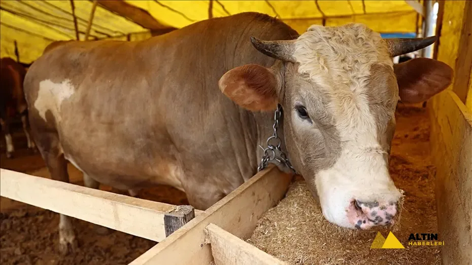Kurbanlık fiyatları il il sorgulama ekranı 2026: Büyükbaş ve küçükbaş canlı kilo fiyatı ne kadar? İstanbul, Ankara, İzmir ve tüm illerin kurbanlık fiyatları