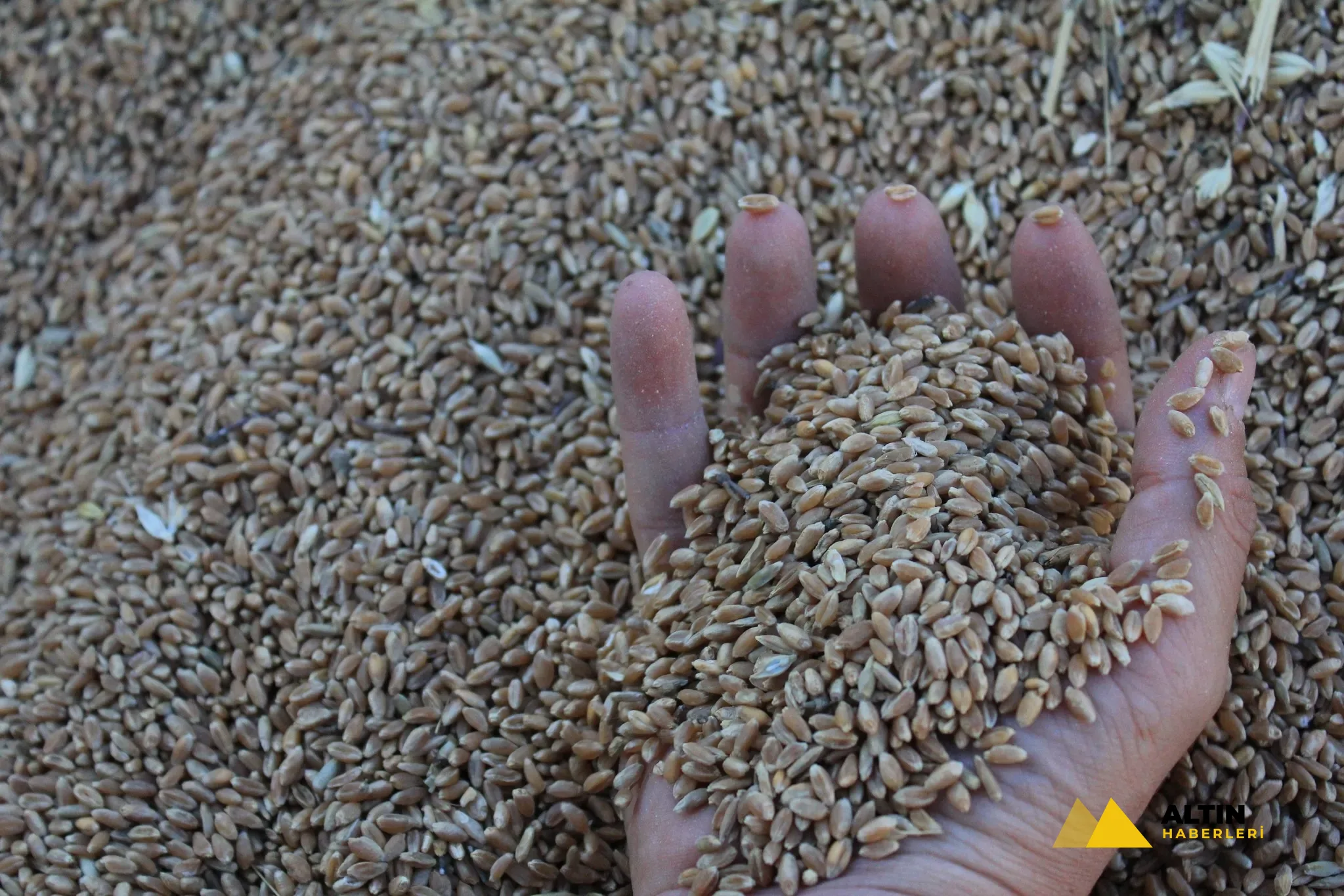 Dünya hububat üretiminde tarihi rekor! İlk kez bu seviyeye çıkacak