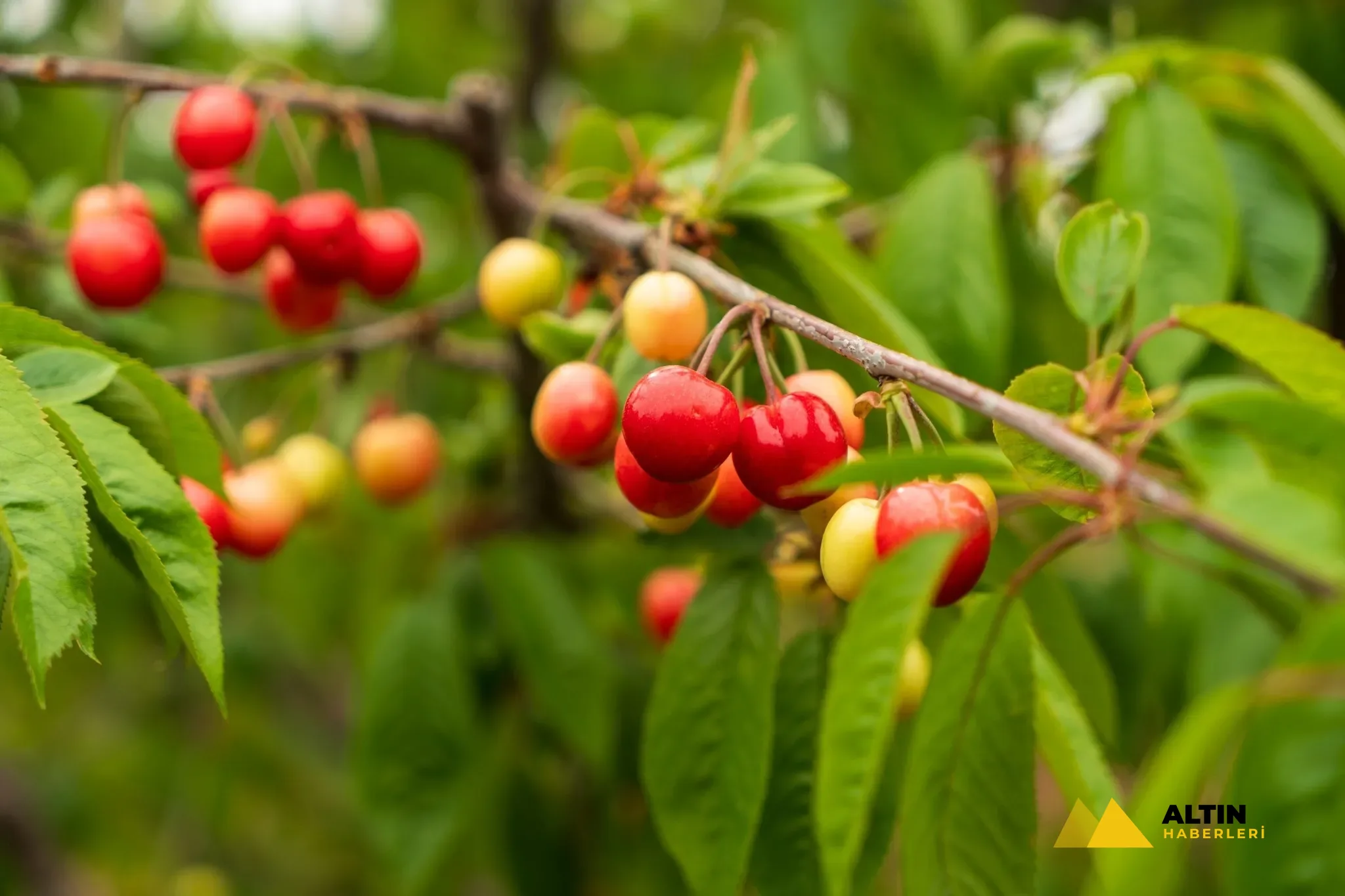 Kuzey Yarımküre'nin ilk kirazı dalından koparıldı!
