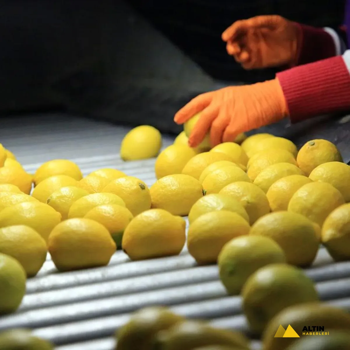 Türkiye dünyada 5'inci sırada! Limon ihracatı ilk 4 ayda 195 milyon dolara ulaştı