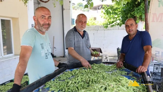 Türkiye’nin bamya ambarı