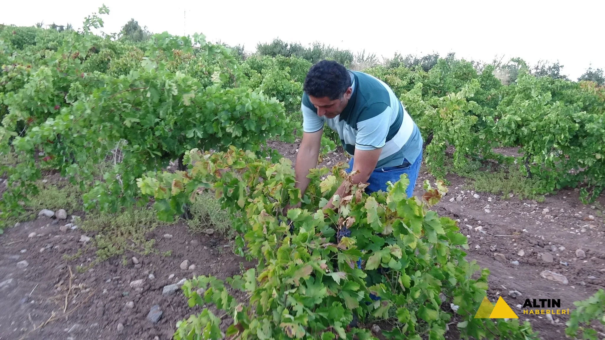 Kilosu 600 liradan alıcı buluyor! Malatya’da üzüm üreticisinin yüzü gülüyor